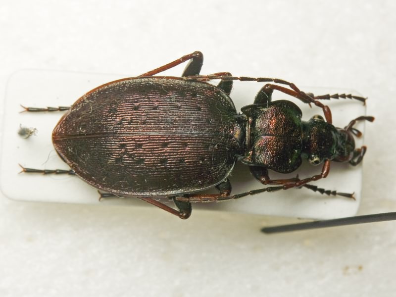 Carabus linnaei macairei